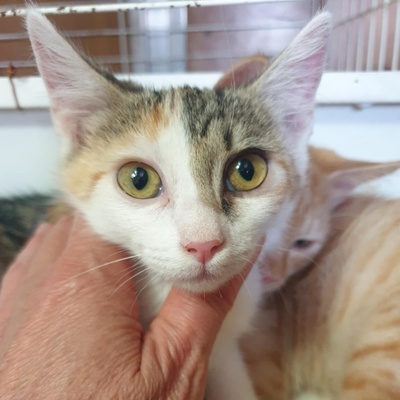 Kätzchen Mira und Sternchen schmusen gern, EKH Jungtier - Katze