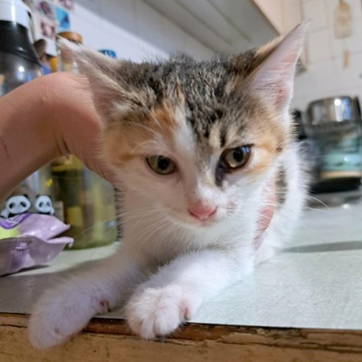 Kätzchen Mira und Sternchen schmusen gern, EKH Jungtier - Katze