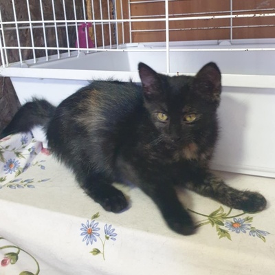 Kätzchen Mira und Sternchen schmusen gern, EKH Jungtier - Katze