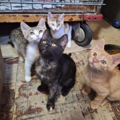 Kätzchen Mira und Sternchen schmusen gern, EKH Jungtier - Katze