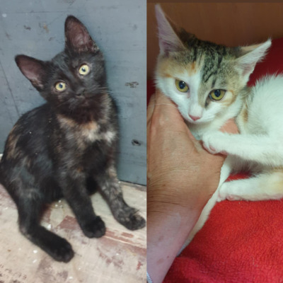 Kätzchen Mira und Sternchen schmusen gern, EKH Jungtier - Katze