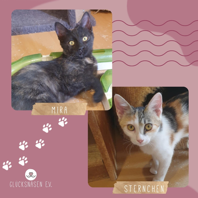 Kätzchen Mira und Sternchen schmusen gern, EKH Jungtier - Katze