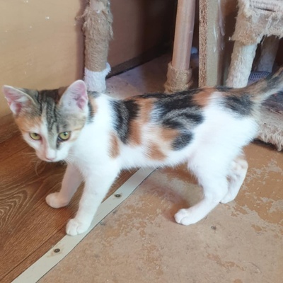 Kätzchen Mira und Sternchen schmusen gern, EKH Jungtier - Katze