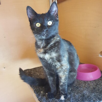 Kätzchen Mira und Sternchen schmusen gern, EKH Jungtier - Katze