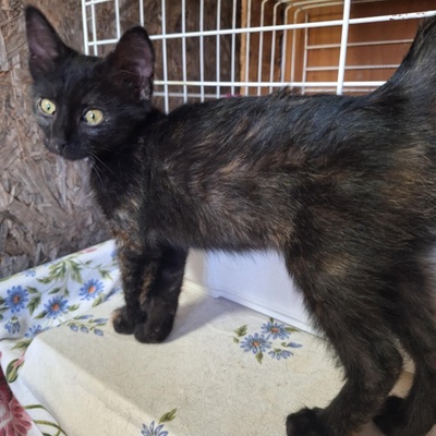 Kätzchen Mira und Sternchen schmusen gern, EKH Jungtier - Katze