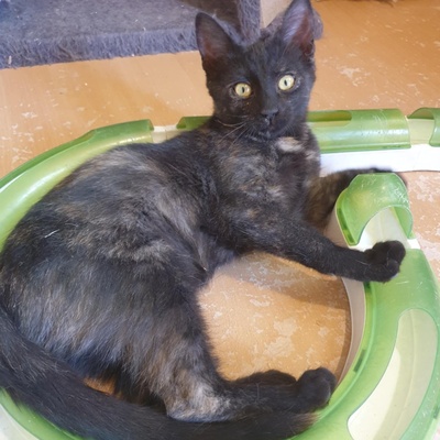 Kätzchen Mira und Sternchen schmusen gern, EKH Jungtier - Katze