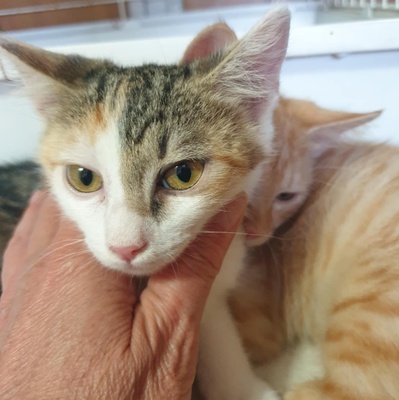 Kätzchen Mira und Sternchen schmusen gern, EKH Jungtier - Katze