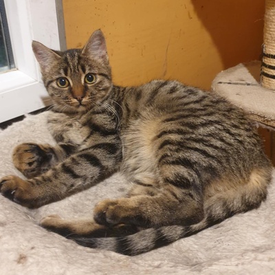 Kätzchen Mirabelle packt gern ihren Koffer, EKH Jungtier - Katze