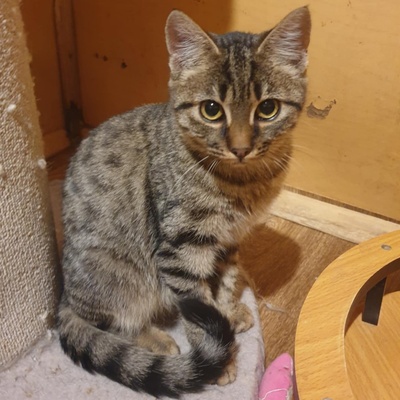 Kätzchen Mirabelle packt gern ihren Koffer, EKH Jungtier - Katze