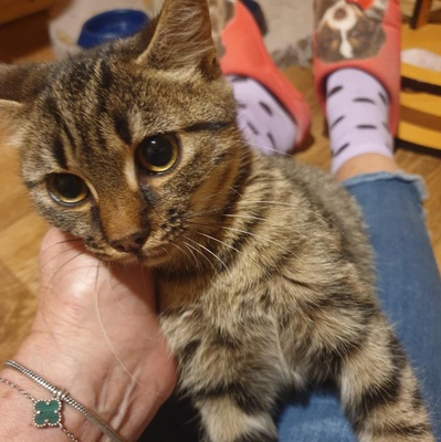 Kätzchen Mirabelle packt gern ihren Koffer, EKH Jungtier - Katze