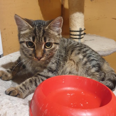 Kätzchen Mirabelle packt gern ihren Koffer, EKH Jungtier - Katze