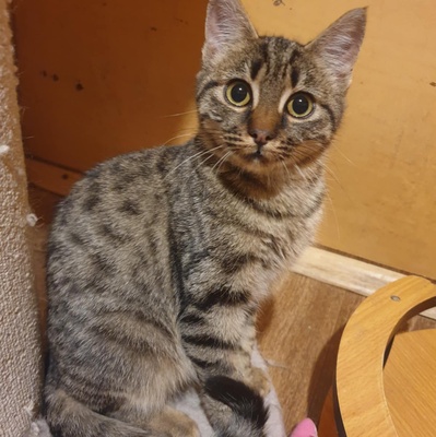 Kätzchen Mirabelle packt gern ihren Koffer, EKH Jungtier - Katze