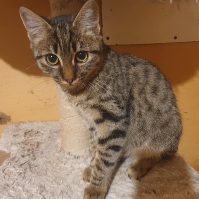 Kätzchen Mirabelle packt gern ihren Koffer, EKH Jungtier - Katze