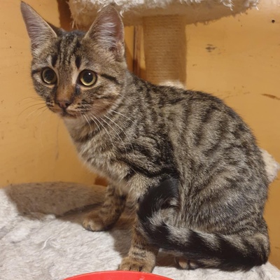 Kätzchen Mirabelle packt gern ihren Koffer, EKH Jungtier - Katze