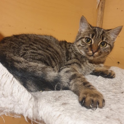 Kätzchen Mirabelle packt gern ihren Koffer, EKH Jungtier - Katze