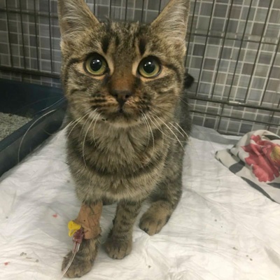 Kätzchen Mirabelle sucht ihr Zuhause, EKH Jungtier - Katze