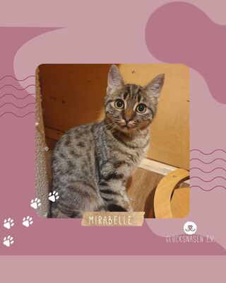 Kätzchen Mirabelle wünscht sich eine Familie, EKH Jungtier - Katze