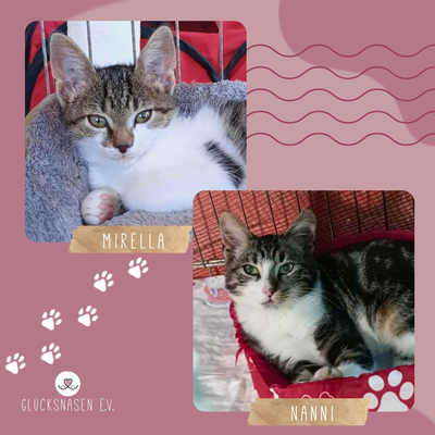 Kätzchen Mirella und Nanni möchten reisen, EKH Jungtier - Katze