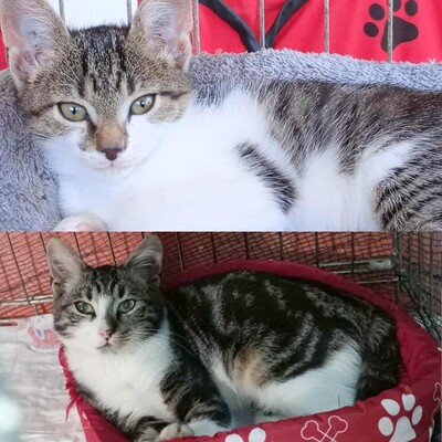 Kätzchen Mirella und Nanni möchten reisen, EKH Jungtier - Katze