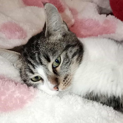 Kätzchen Mirella und Nanni möchten reisen, EKH Jungtier - Katze