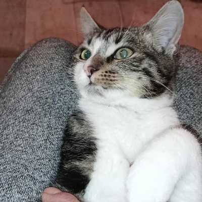 Kätzchen Mirella und Nanni möchten reisen, EKH Jungtier - Katze