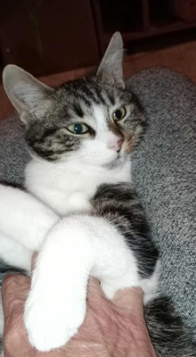 Kätzchen Mirella und Nanni suchen ihr Körbchen, EKH Jungtier - Katze