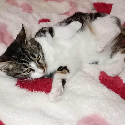 Kätzchen Mirella und Nanni suchen ihr Körbchen, EKH Jungtier - Katze