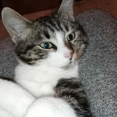 Kätzchen Mirella und Nanni suchen ihr Körbchen, EKH Jungtier - Katze