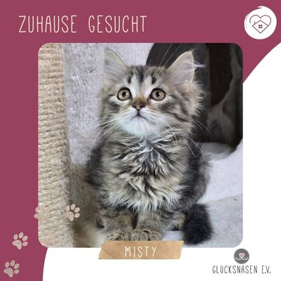 Kätzchen Misty sucht ihr Körbchen