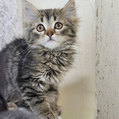 Kätzchen Misty sucht ihr Körbchen, EKH Jungtier - Katze