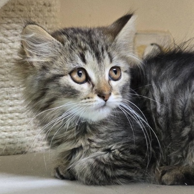 Kätzchen Misty sucht ihr Körbchen, EKH Jungtier - Katze