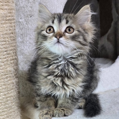 Kätzchen Misty sucht ihr Körbchen, EKH Jungtier - Katze