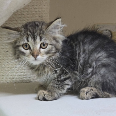 Kätzchen Misty sucht ihr Körbchen, EKH Jungtier - Katze