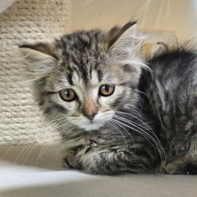 Kätzchen Misty sucht ihr Körbchen, EKH Jungtier - Katze