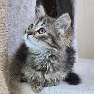 Kätzchen Misty sucht ihr Körbchen, EKH Jungtier - Katze