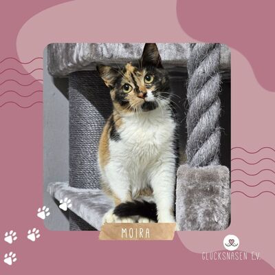 Kätzchen Moira sucht ihre lieben Menschen, EKH Jungtier - Katze