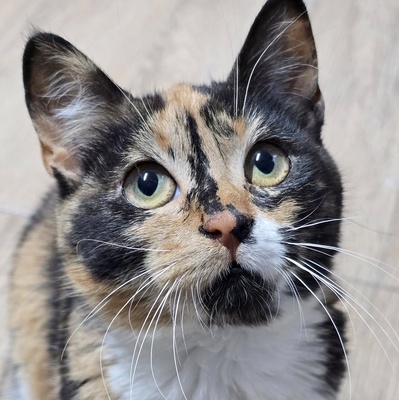 Kätzchen Moira sucht ihre lieben Menschen, EKH Jungtier - Katze