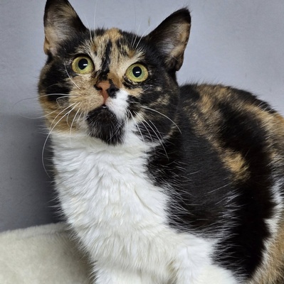 Kätzchen Moira sucht ihre lieben Menschen, EKH Jungtier - Katze