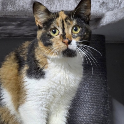 Kätzchen Moira sucht ihre lieben Menschen, EKH Jungtier - Katze