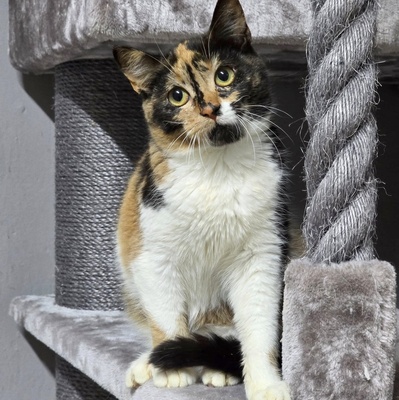 Kätzchen Moira sucht ihre lieben Menschen, EKH Jungtier - Katze
