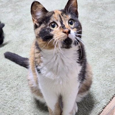 Kätzchen Moira sucht ihre lieben Menschen, EKH Jungtier - Katze