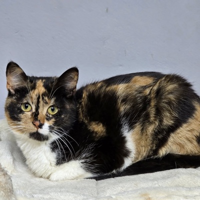Kätzchen Moira sucht ihre lieben Menschen, EKH Jungtier - Katze