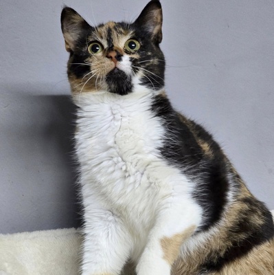 Kätzchen Moira sucht ihre lieben Menschen, EKH Jungtier - Katze