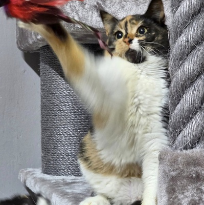 Kätzchen Moira sucht ihre lieben Menschen, EKH Jungtier - Katze