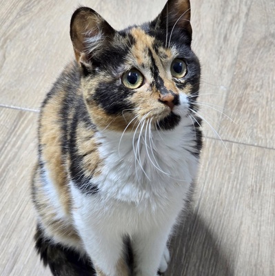 Kätzchen Moira sucht ihre lieben Menschen, EKH Jungtier - Katze