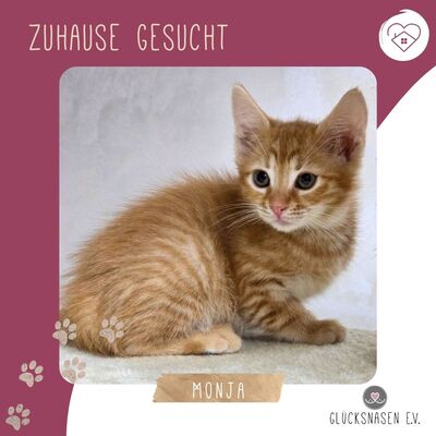 Kätzchen Monja sucht ihr Körbchen