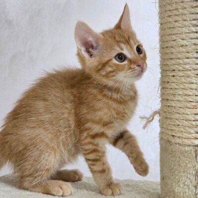 Kätzchen Monja sucht ihr Körbchen, EKH Jungtier - Katze