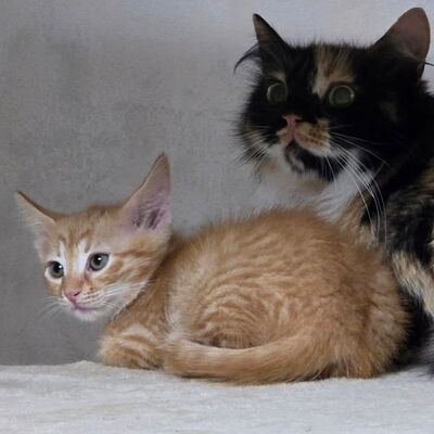 Kätzchen Monja sucht ihr Körbchen, EKH Jungtier - Katze