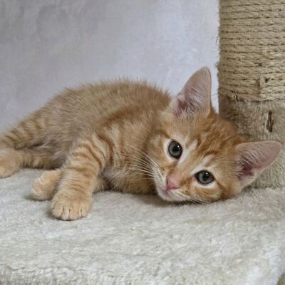 Kätzchen Monja sucht ihr Körbchen, EKH Jungtier - Katze