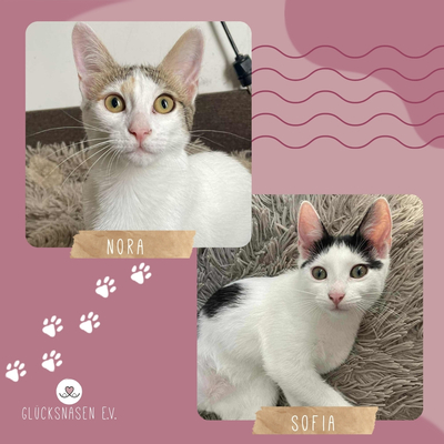 Kätzchen Nora und Sofia hoffen auf Post, EKH Jungtier - Katze